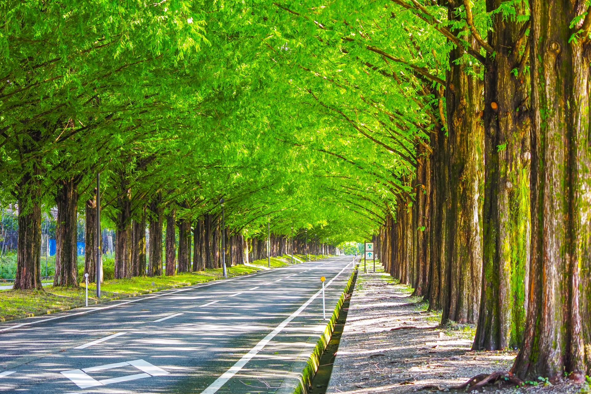 滋賀県のメタセコイア並木道